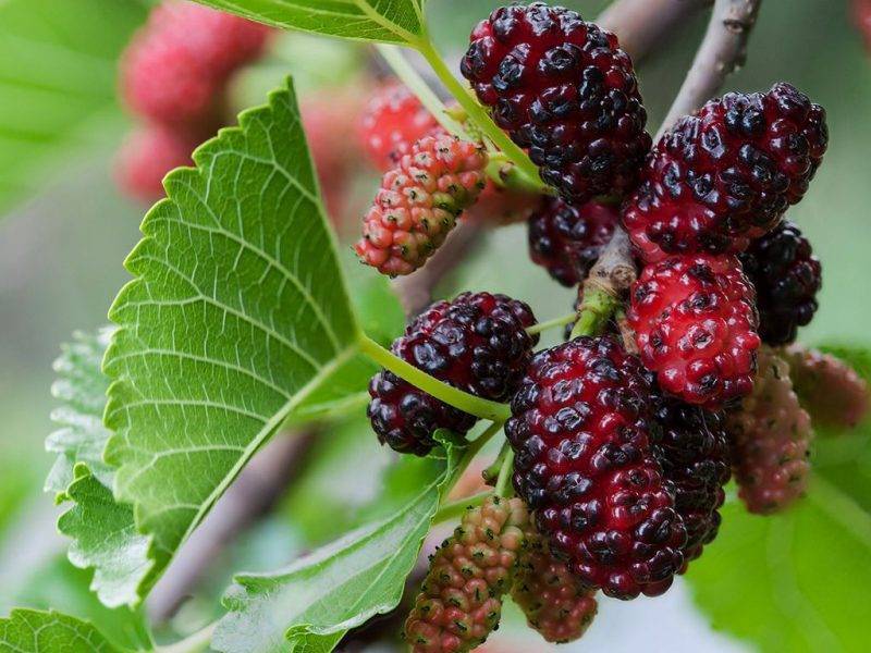 Шелковица купить саженцы из питомнике в Выборге