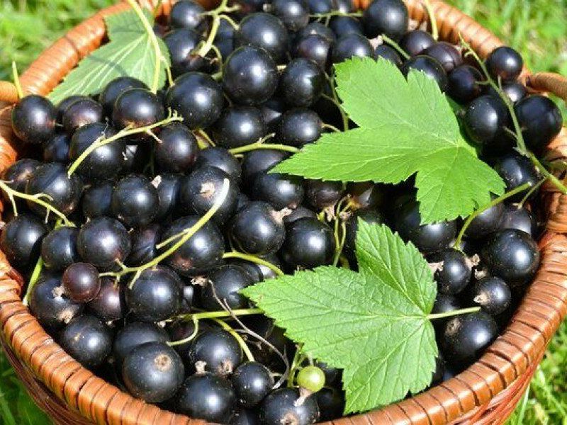 Смородина купить саженцы из питомника в Выборге