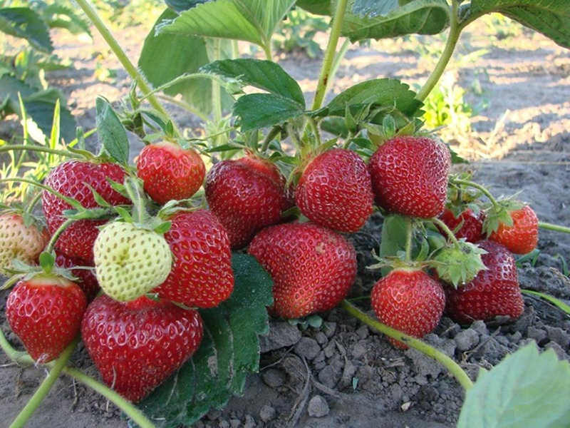 Клубника купить саженцы из питомника в Выборге