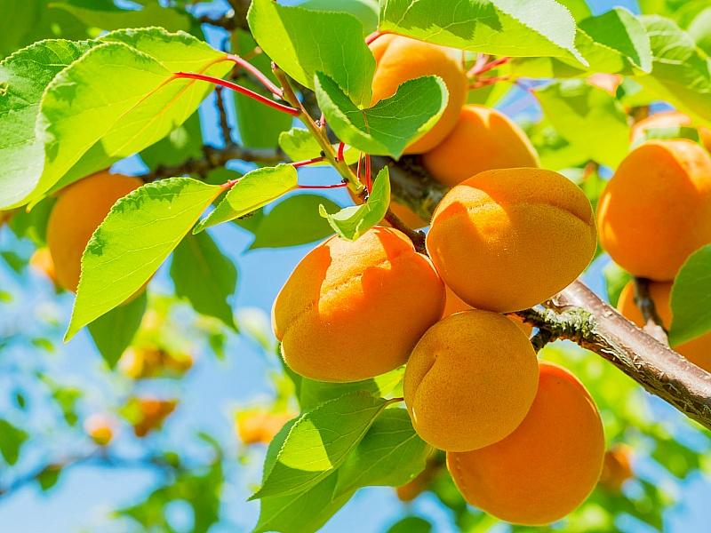 Абрикос купить саженцы из питомнике в Выборге