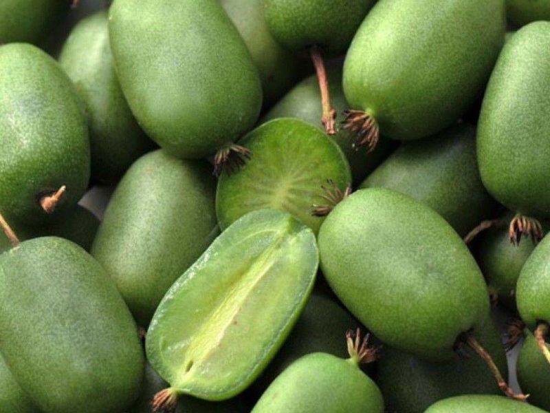 Актинидия купить саженцы из питомнике в Выборге