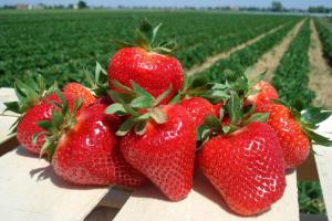 Клубника "ДЖОЛИ" (7шт.)