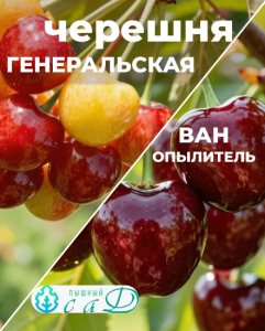 Черешня Генеральская и опылитель Ван 2 саженца