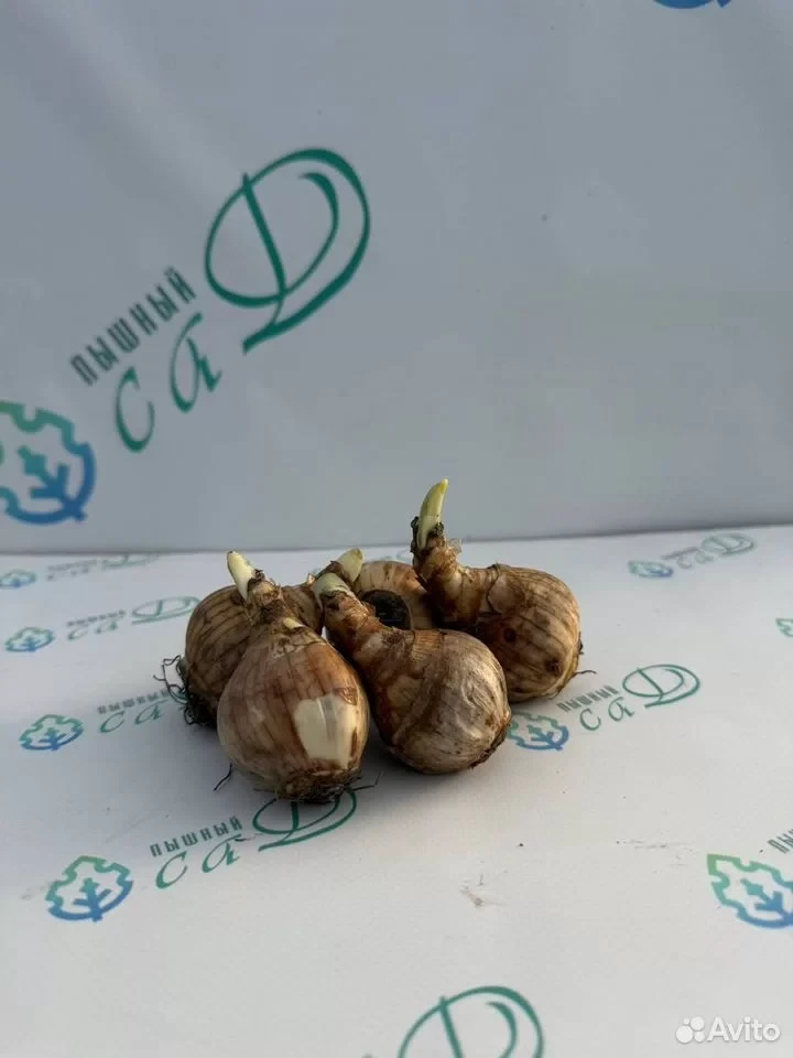 Нарцисс махровый микс 30 шт.
