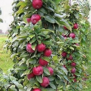 Яблоня колоновидная "ВИКТОРИЯ"
